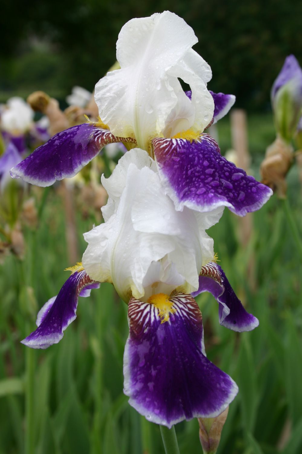Iris Barbata-Elatior 'Wabash' Hohe Garten-Schwertlilie