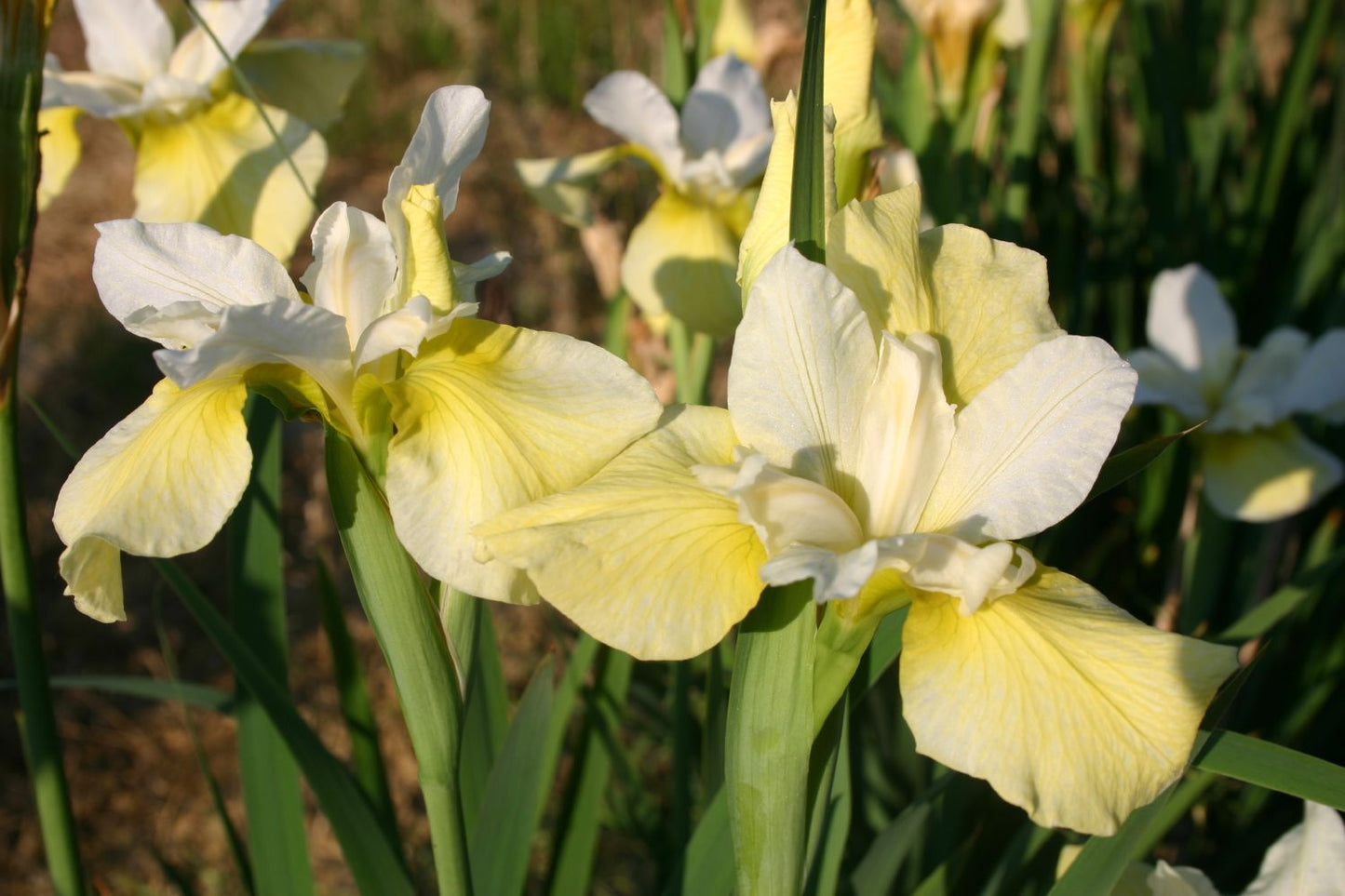 Iris sibirica 'Butter and Sugar' Bartlose Garten-Schwertlilie