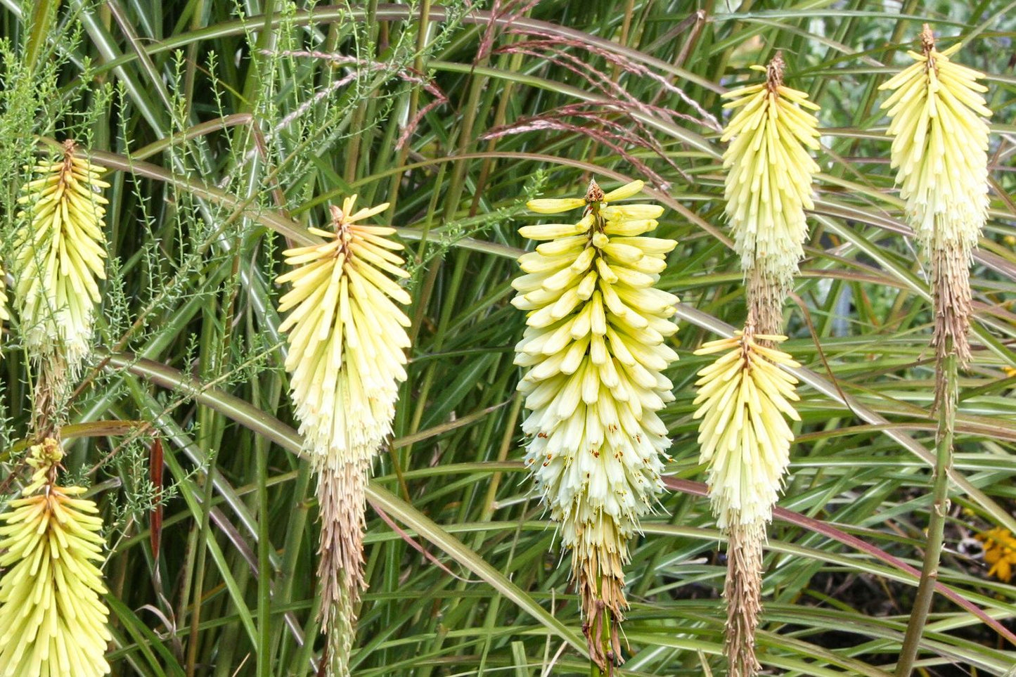 Kniphofia 'Little Maid' Fackellilie