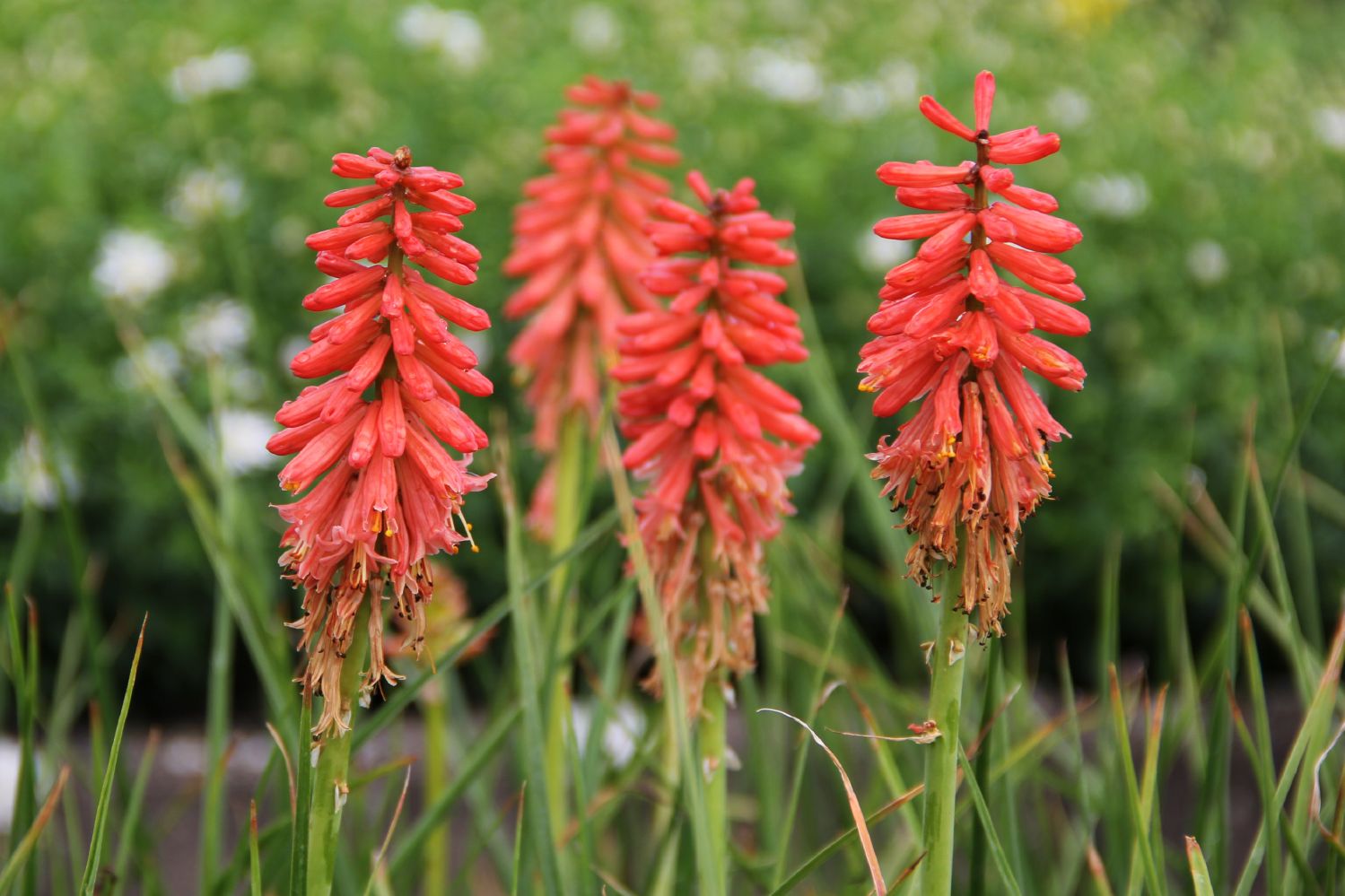 Kniphofia 'Redhot Popsicle' Garten-Fackellilie