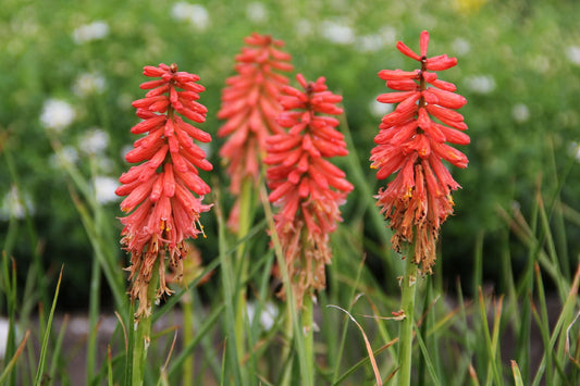 Kniphofia 'Redhot Popsicle' Garten-Fackellilie