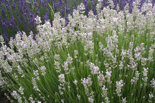 Lavandula angustifolia 'Hidcote Pink' Rosablühender Lavendel