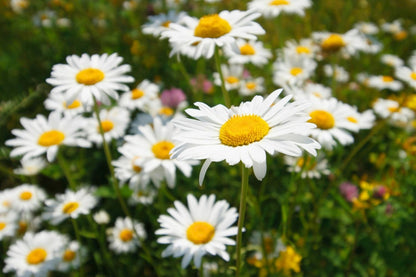 Leucanthemum vulgare 'Maikönigin' Kleine Garten-Margerite