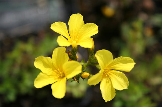 Linum flavum Goldflachs (Gelbblühender Lein)