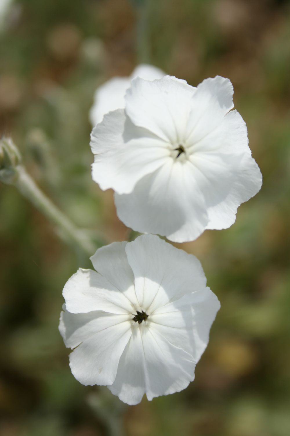 Lychnis coronaria 'Alba' Vexiernelke