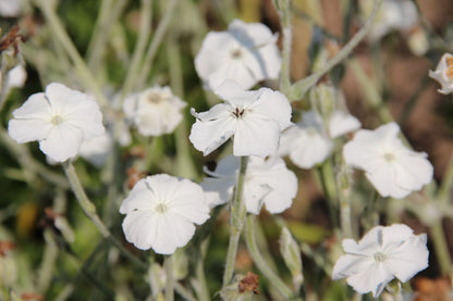 Lychnis coronaria 'Alba' (Vexiernelke)