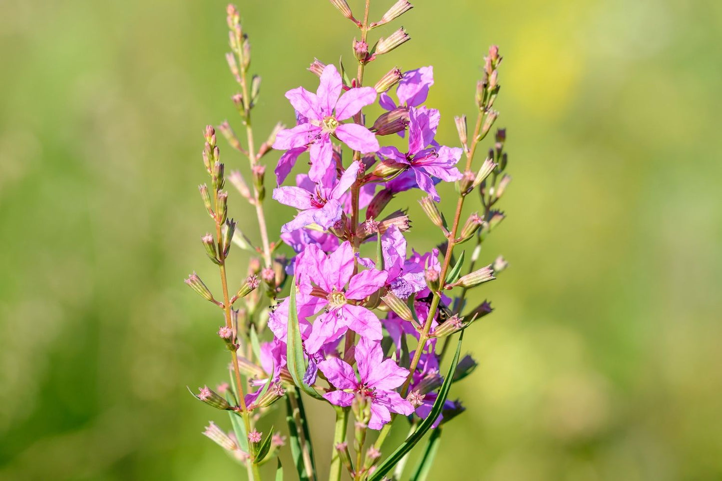 Lythrum virgatum 'Dropmore Purple' Ruten-Weiderich