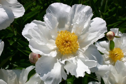 Paeonia lactiflora 'Krinkled White' Staudenpfingstrose