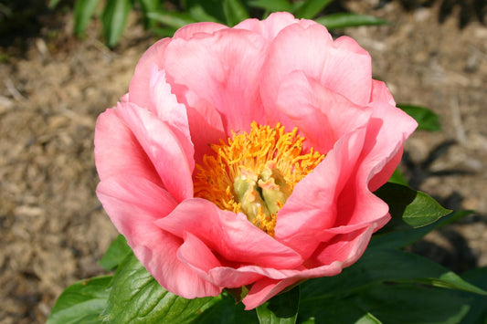 Paeonia lactiflora 'Lovely Rose' Staudenpfingstrose