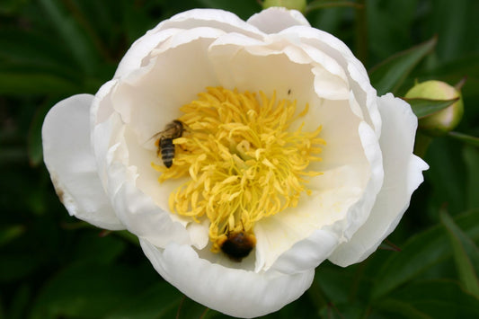 Paeonia lactiflora 'Dürer' Staudenpfingstrose