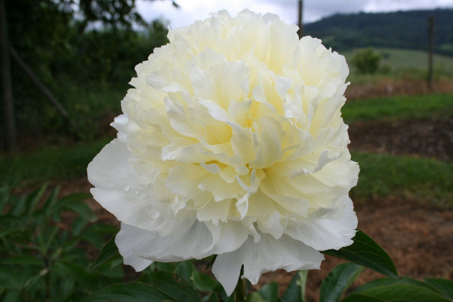 Paeonia lactiflora 'Laura Dessert' Staudenpfingstrose