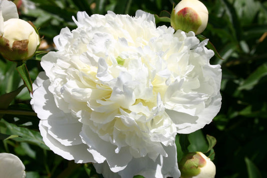 Paeonia lactiflora 'Louis Barthelot' Staudenpfingstrose