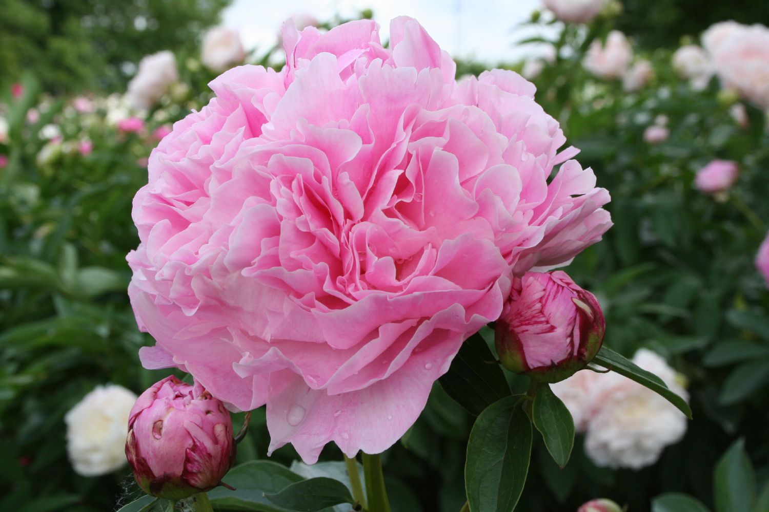 Paeonia lactiflora 'Miss Eckhardt' Staudenpfingstrose