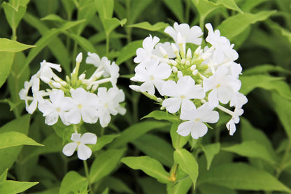 Phlox paniculata 'Fujiyama' Hohe Garten-Flammenblume