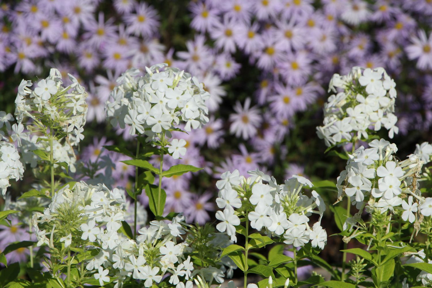 Phlox paniculata 'Fujiyama' (Hohe Garten-Flammenblume)