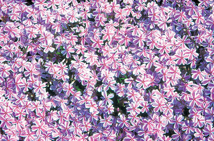 Phlox subulata 'Candy Stripes' (Teppich-Flammenblume)