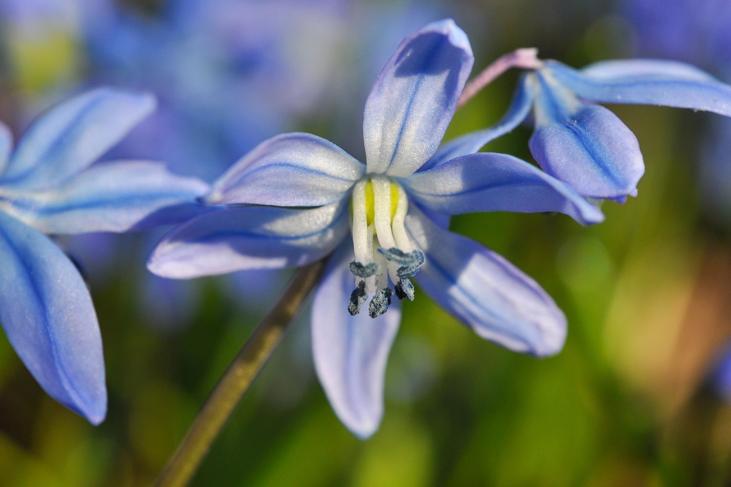 Scilla siberica 'Spring Beauty' Sibirischer Blaustern