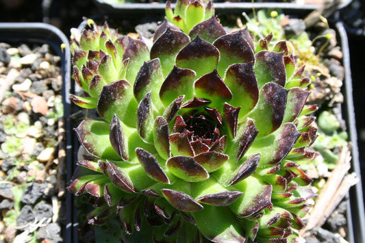 Sempervivum 'Reinhard' Garten-Hauswurz