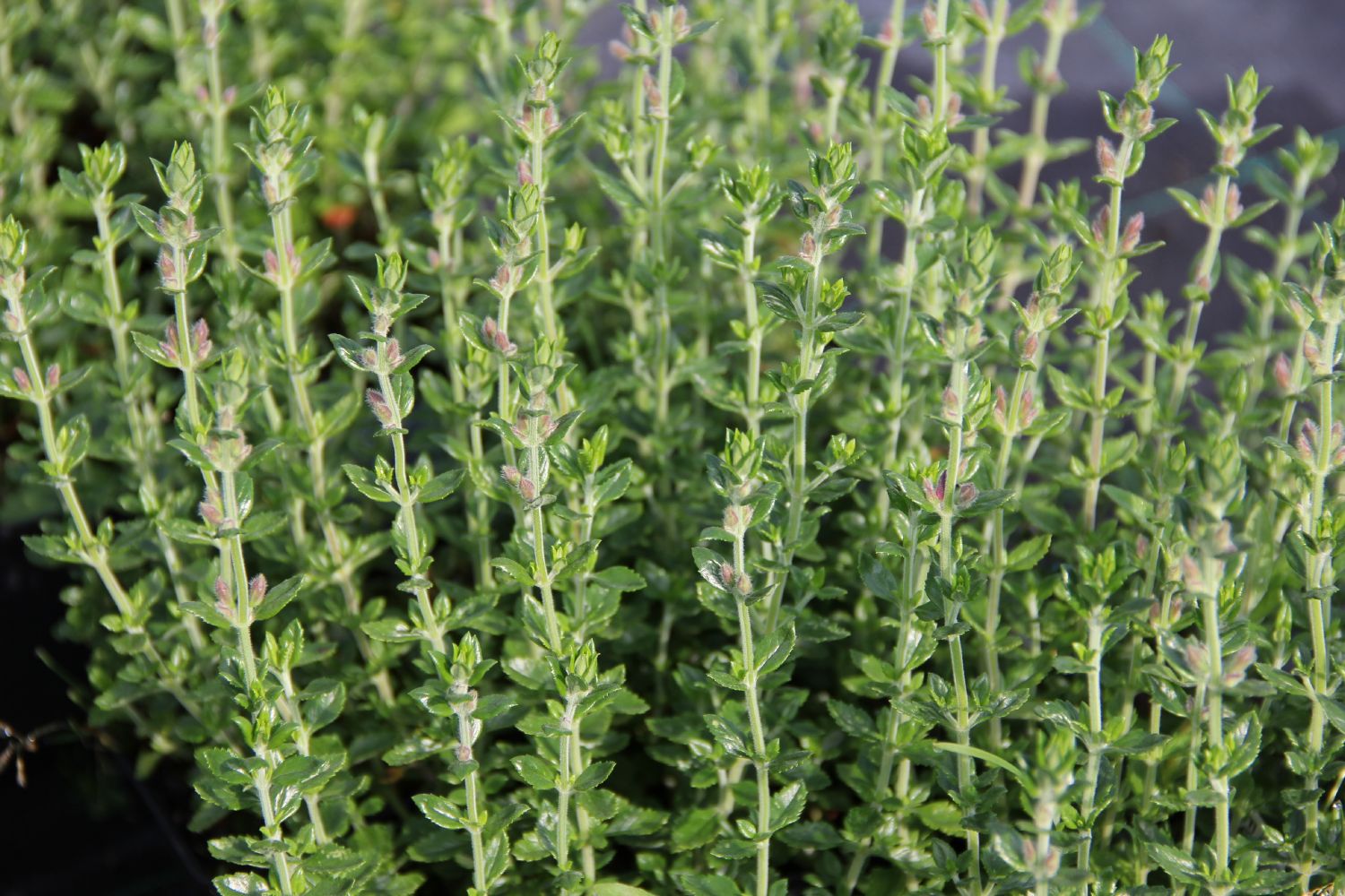 Teucrium x lucidrys Wintergrüner Gamander
