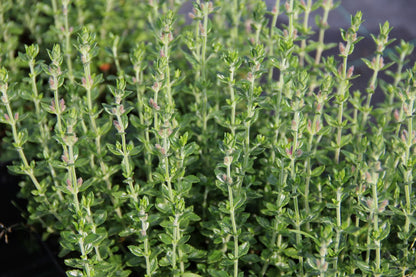 Teucrium x lucidrys Wintergrüner Gamander