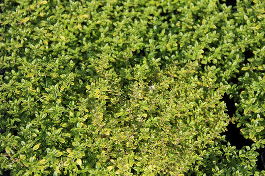 Thymus x citriodorus 'Bertram Anderson' Garten-Thymian