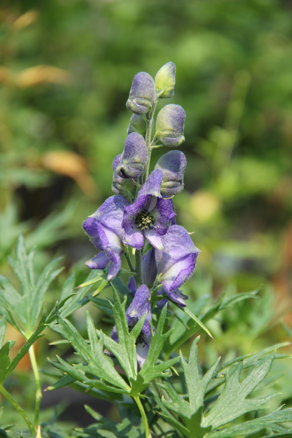 Aconitum napellus (Gewöhnlicher Eisenhut) - P 1