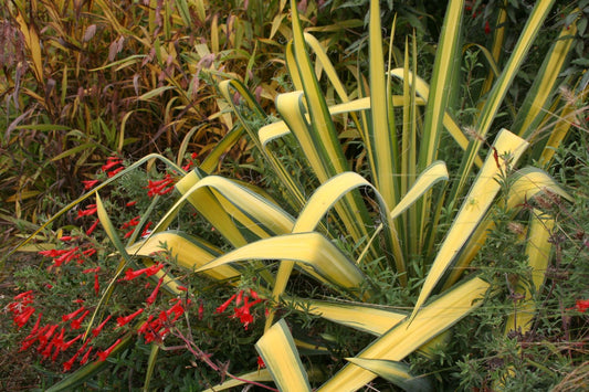 Yucca flaccida 'Golden Sword' Garten-Palmlilie