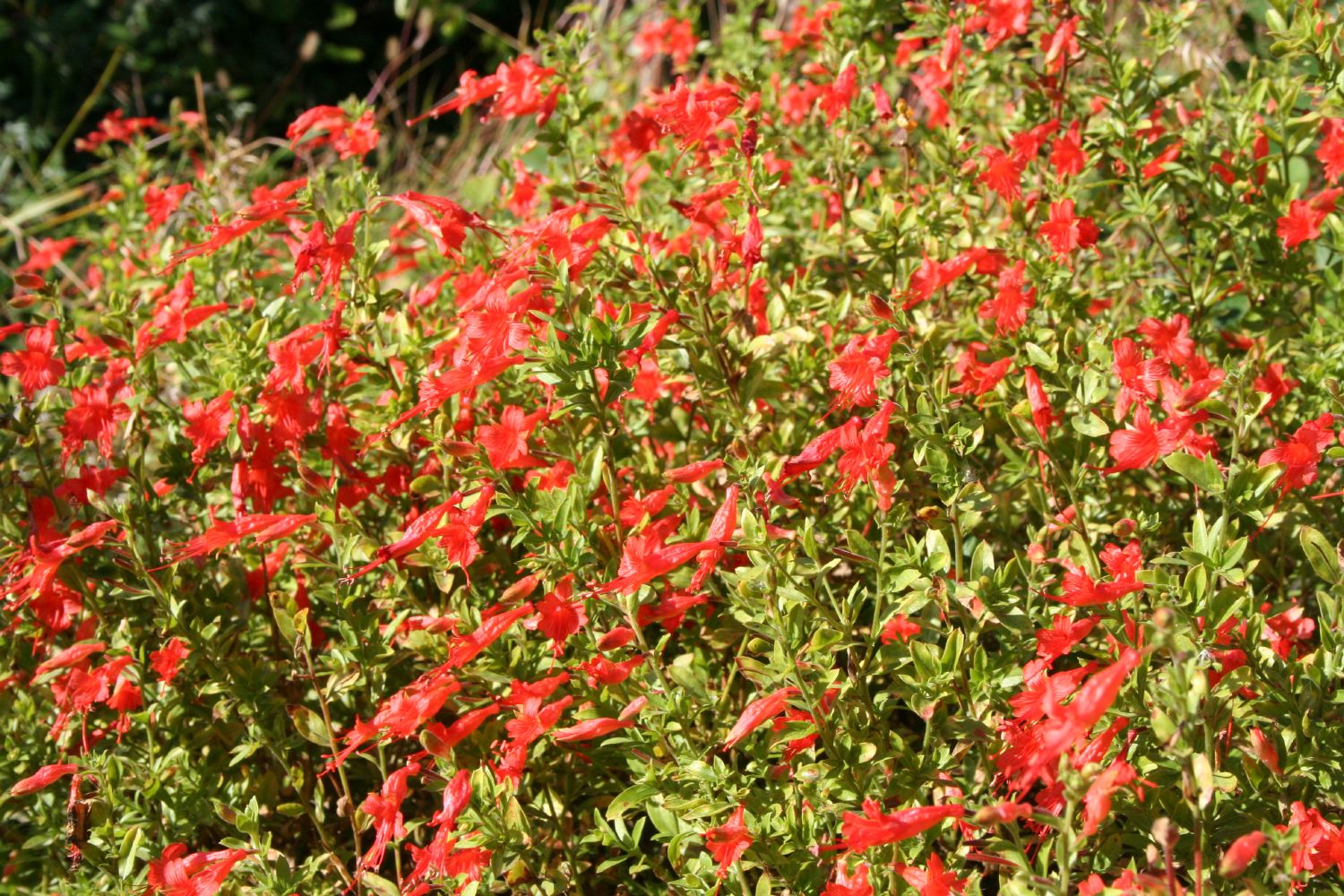 Zauschneria californica ssp. latifolia Kolibritrompete