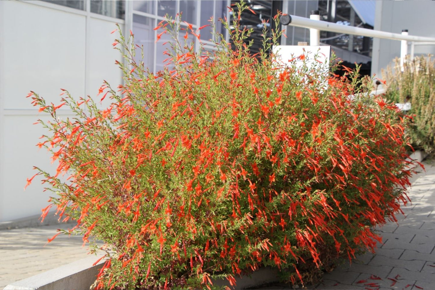 Zauschneria californica ssp. latifolia (Kolibritrompete)