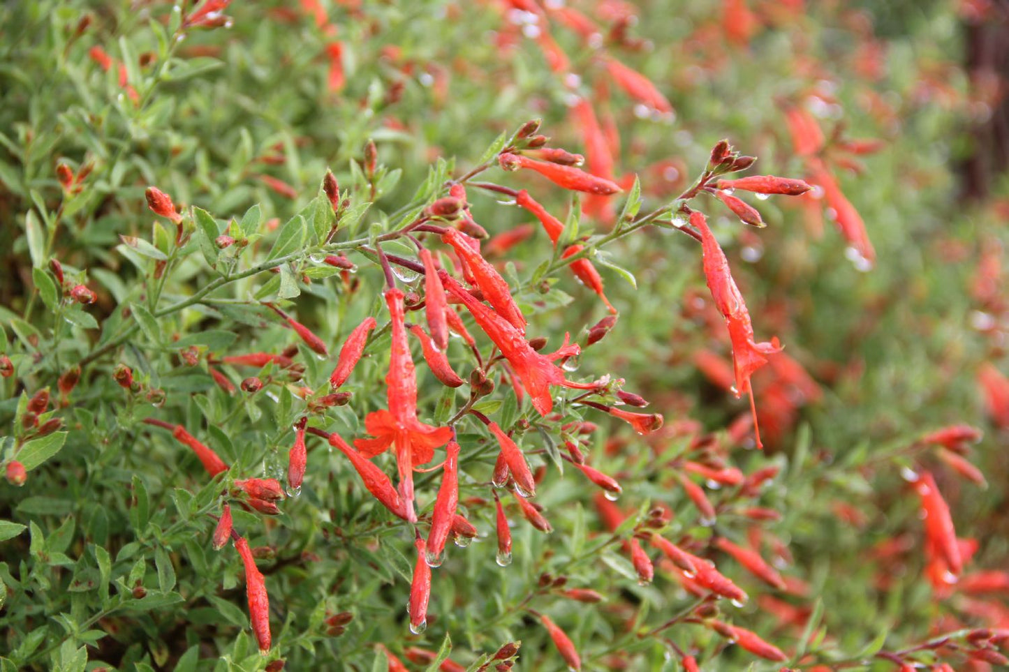 Zauschneria californica ssp. latifolia (Kolibritrompete)