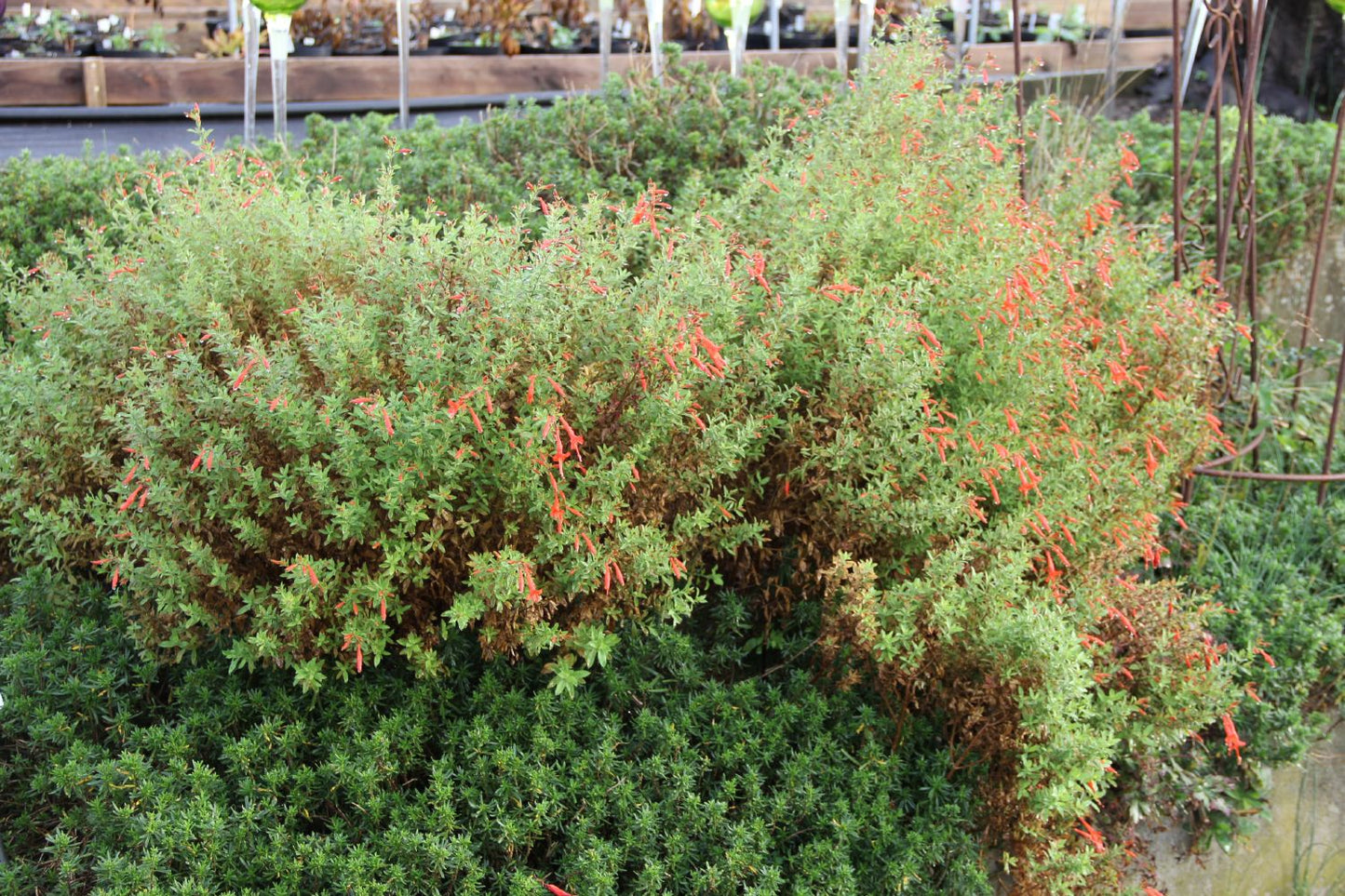 Zauschneria californica ssp. latifolia (Kolibritrompete)