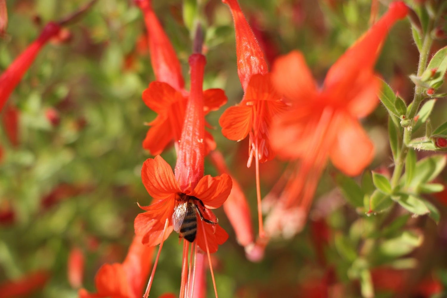 Zauschneria californica ssp. latifolia (Kolibritrompete)