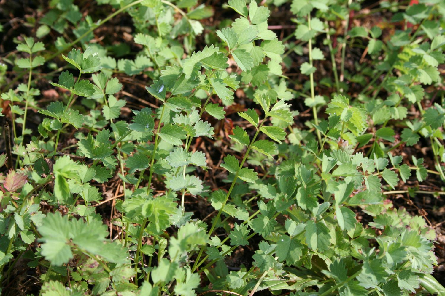 Sanguisorba minor, Pimpinelle Kleiner Wiesenknopf