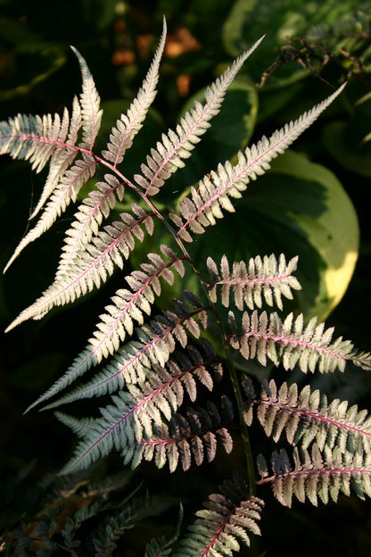 Athyrium nipponicum 'Metallicum' (Japanischer Regenbogenfarn)