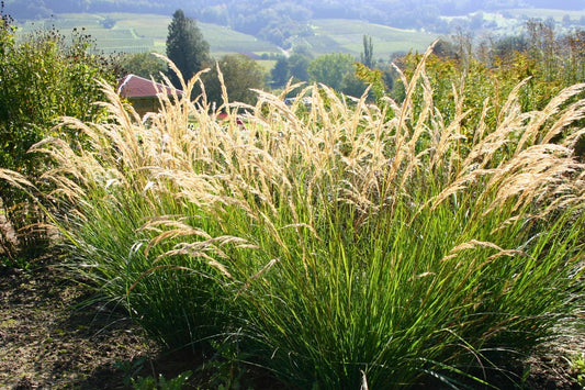 Stipa calamagrostis 'Algäu' Silberährengras