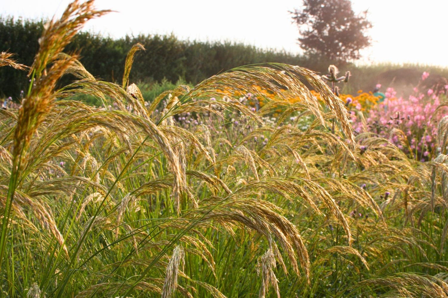 Stipa calamagrostis 'Algäu' (Silberährengras)