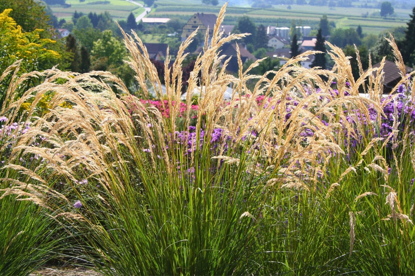 Stipa calamagrostis 'Algäu' (Silberährengras)