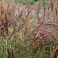 Miscanthus sinensis 'Ferner Osten' Chinaschilf