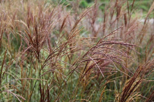 Miscanthus sinensis 'Ferner Osten' Chinaschilf