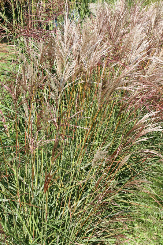 Miscanthus sinensis 'Kaskade' Chinaschilf