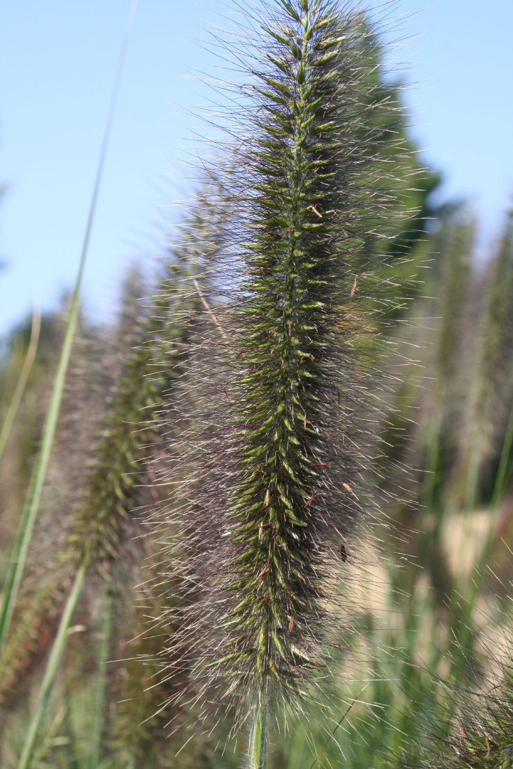 Pennisetum alopecuroides var.viridescens (Federborstengras Lampenput