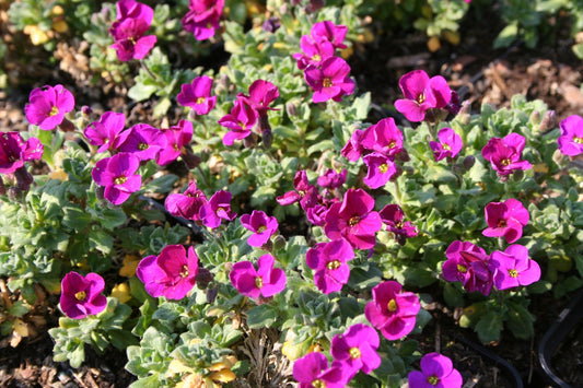 Aubrieta  'Bressingham Red' Garten-Blaukissen