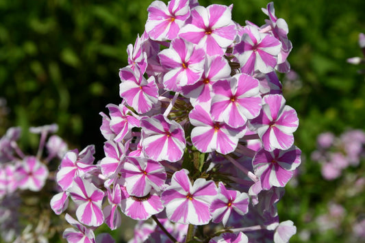 Phlox maculata 'Natascha' Flammenblume