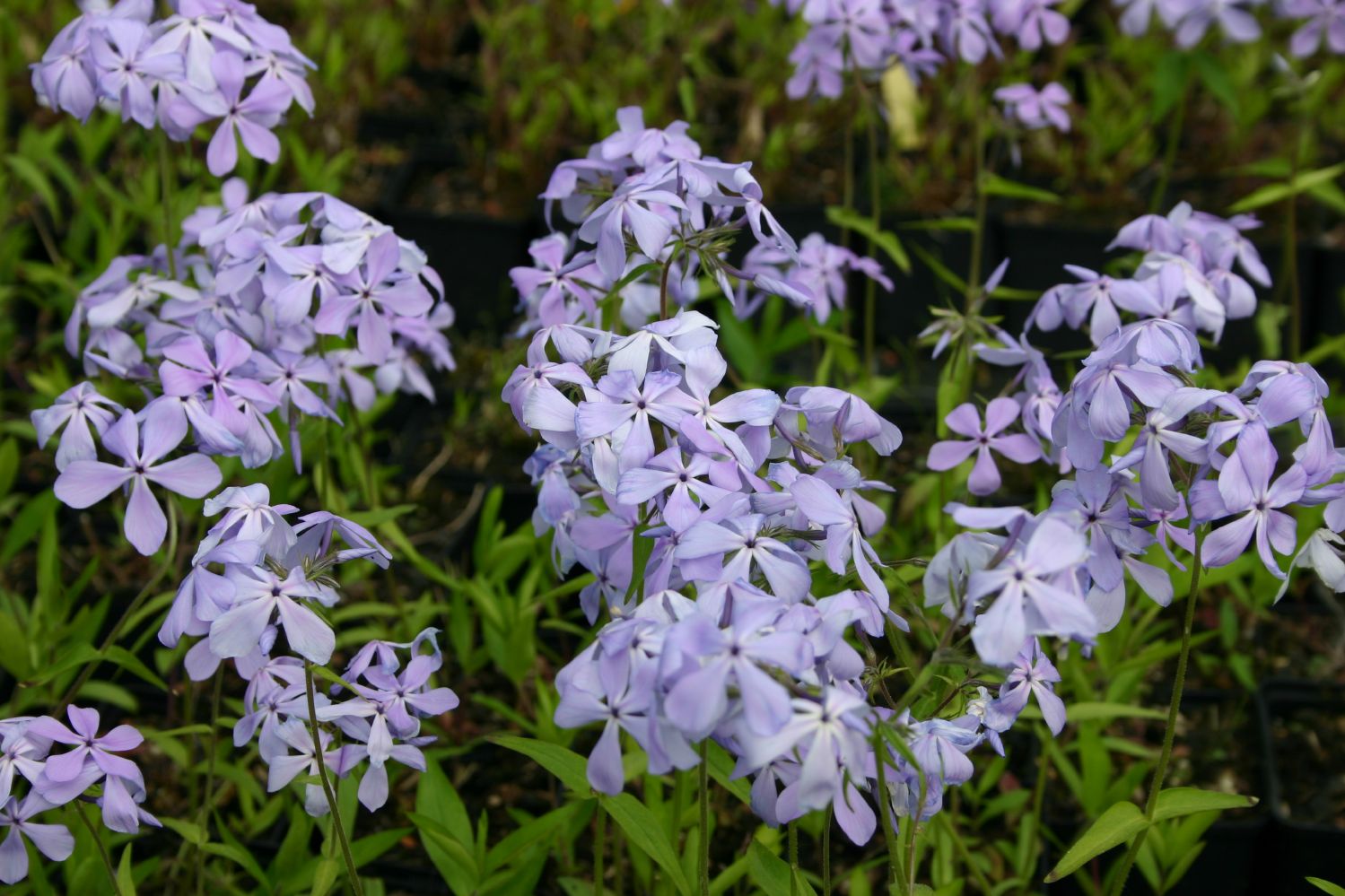 Phlox Divaricata Clouds Of Perfume Garten Flammenblume phlox-divaricata-clouds-of-perfume-garten-flammenblume