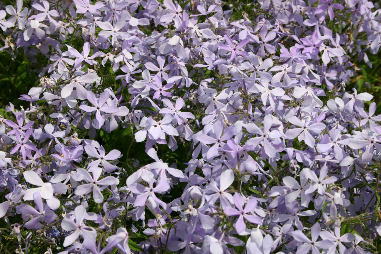 Phlox Divaricata Clouds Of Perfume Garten Flammenblume phlox-divaricata-clouds-of-perfume-garten-flammenblume