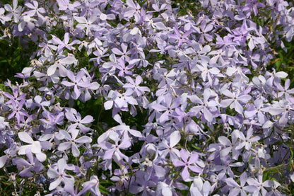 Phlox divaricata 'Clouds of Perfume' (Garten-Flammenblume)