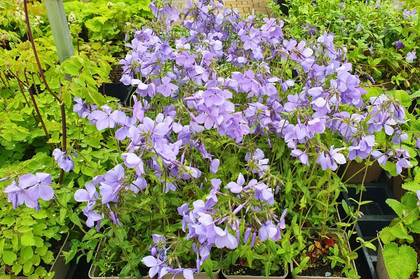 Phlox divaricata 'Clouds of Perfume' (Garten-Flammenblume)