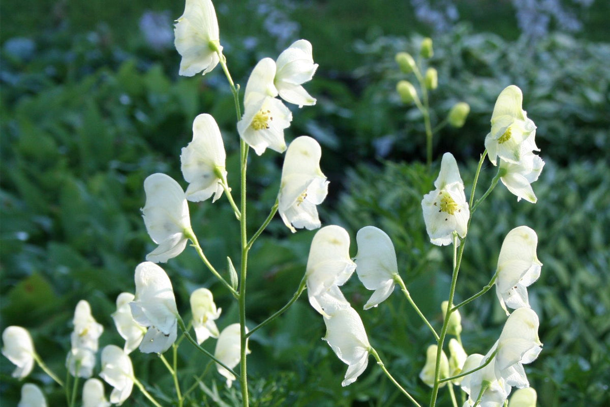 Aconitum napellus 'Album' (Weißer Eisenhut) - P 1