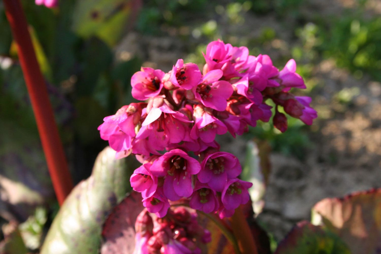 Bergenia cordifolia 'Bizet' Bergenie