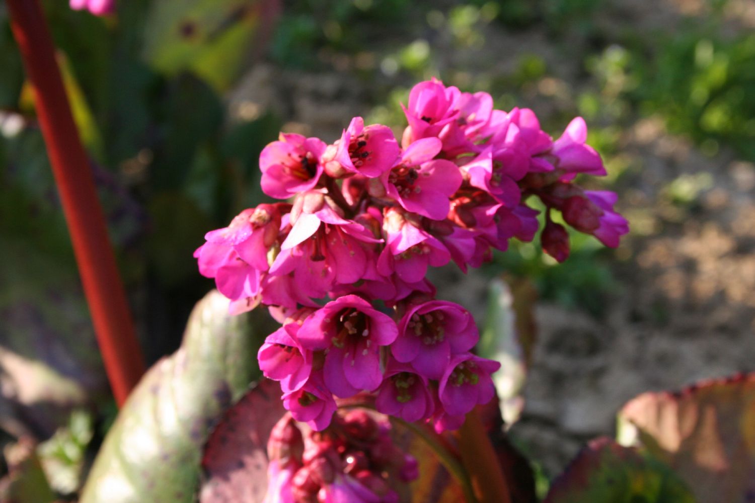 Bergenia cordifolia 'Bizet' Bergenie